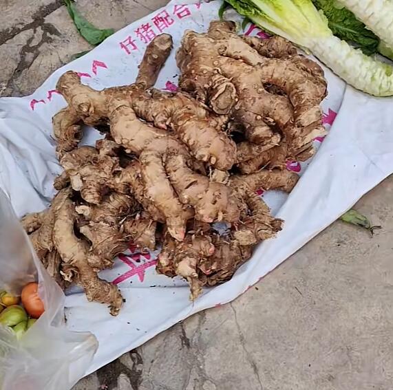 由旺镇蜂蜜花根