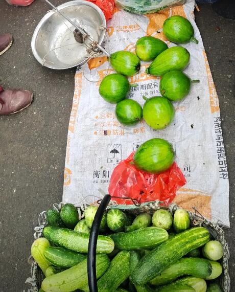 龙溪铺镇农户自家种植的黄瓜和小南瓜