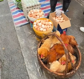 半塔镇土鸡土蛋