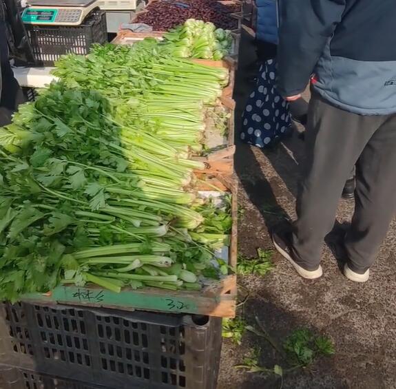 桃村镇新鲜芹菜