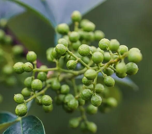 回龙镇青花椒