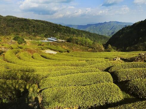 通江富硒茶