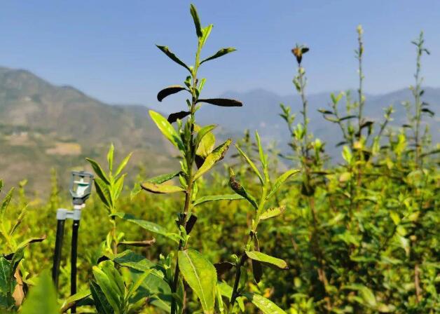 北川苔子茶