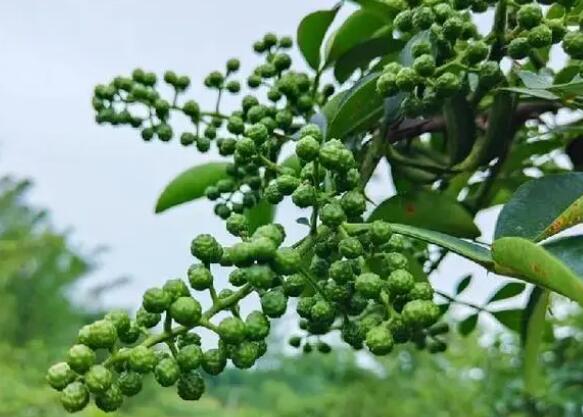 泸县青花椒