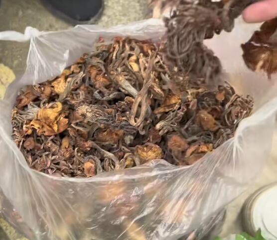 凉水镇干的青冈菌