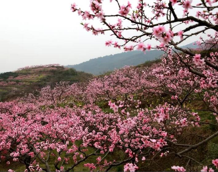 丹棱县丹棱·桃花源景区